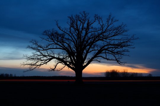 Nightfall at the Big Tree