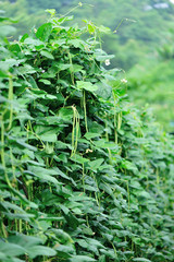 Long bean plants in growth at vegetable garden