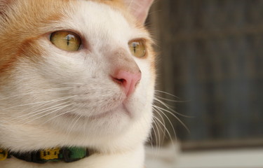 handsome cat have smile face and think of something