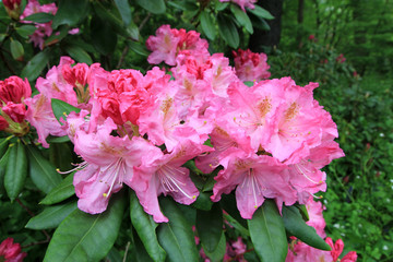 Blooming rhododendron