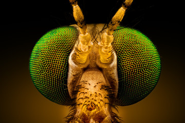 Extreme macro - full frontal portrait of a green eyed crane fly, magnified through a microscope objective (width of the frame is 2mm)
