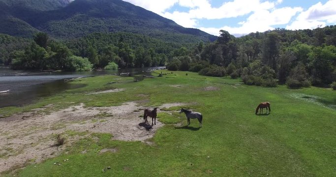 Aerial drone scene top view of three wild horses in the coast with green grass next to Lacar lake in Patagonia Argentina. Camera forward.