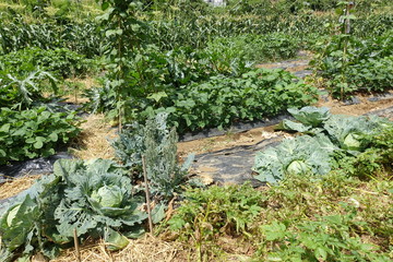 Obraz premium 畑の野菜