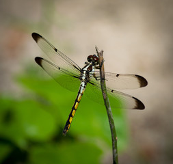 Dragonfly on Standby