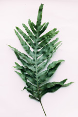 Fototapeta premium Creative minimal arrangement of leaves on bright white background. Flat lay. Nature concept.