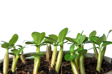 Agriculture, Seeding, Plant seed growing