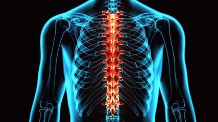 3D Illustration of Spinal cord (Thoracic Vertebrae) a Part of Human Skeleton Anatomy
 - obrazy, fototapety, plakaty