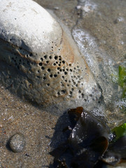 浜辺の穴石と海藻