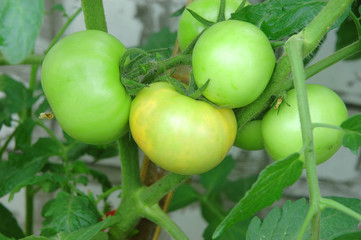 green tomatoes 