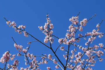 桜と青空　安行寒桜　北浅羽桜堤　埼玉県坂戸市　別名　大寒桜　オオカンザクラ