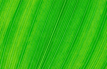 green leaf texture