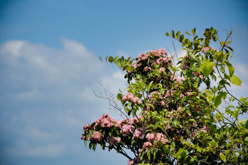 Flowers in the sky