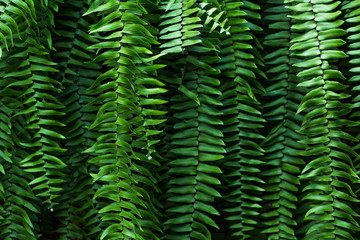 Macro photo of fern with selective focus