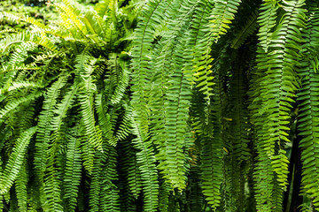 Macro photo of fern with selective focus