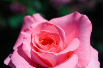 beautiful rose
