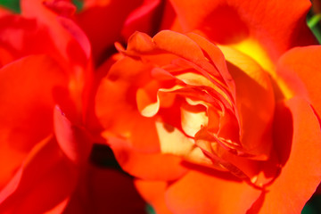 Fototapeta na wymiar beautiful rose