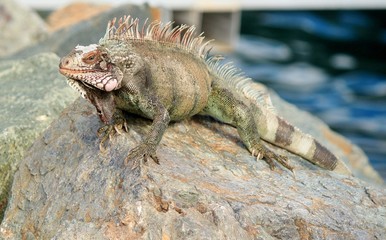 Iguana sunning on the rocks in St. Thomas