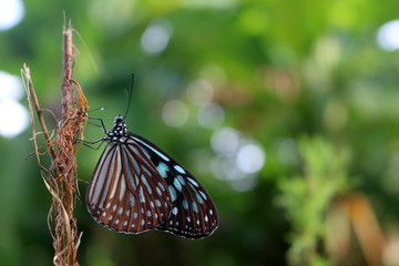 Beautiful butterfly with natural background 