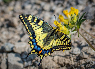 Schwalbenschwanz / swallowtail butterfly