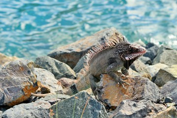 Iguana sunning on the rocks in St. Thomas