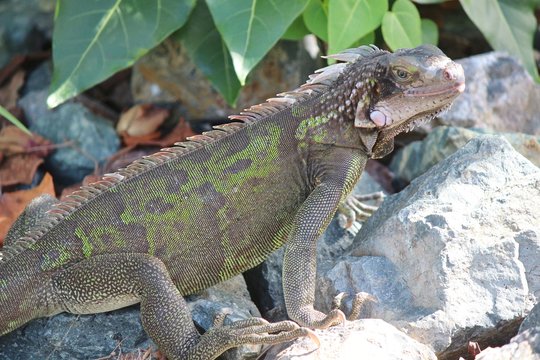 Iguana sunning on the rocks in St. Thomas