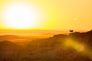 Obraz na płótnie Canvas Big Horn Sheep / Ram Silhouette on Cliff at Sunset in Badlands National Park