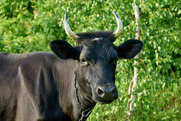Naklejka premium Black cow portrait on a green background. Cattle farm