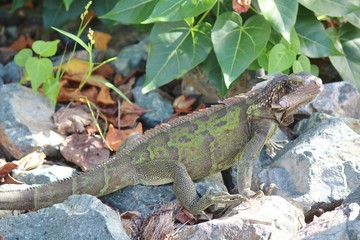 Iguana sunning on the rocks in St. Thomas