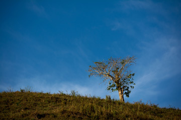 Obraz premium Tree on the top