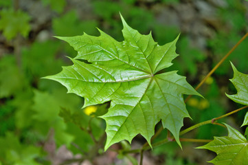 Первый весенний лист клена покрыт нежным глянцем, который покрывает яркую зелень.