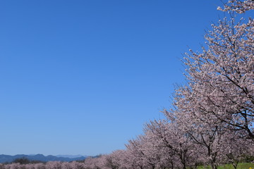 Fototapeta premium 桜並木と青空 安行寒桜 北浅羽桜堤 埼玉県坂戸市 別名 大寒桜 オオカンザクラ