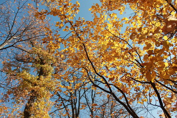 nature,trees,forest,fall,leaves,autumn,water,colorful,yellow,orange