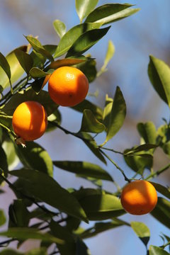 橘の果実