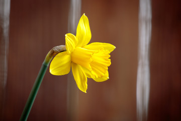 daffodil