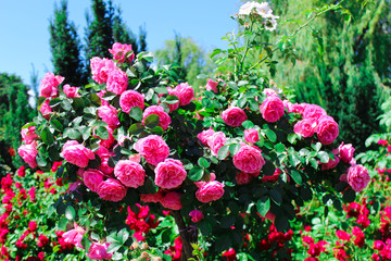 Ball-shaped rose