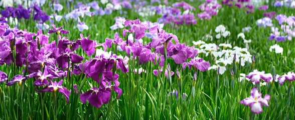 Obraz premium Purple iris on flowerbed banner