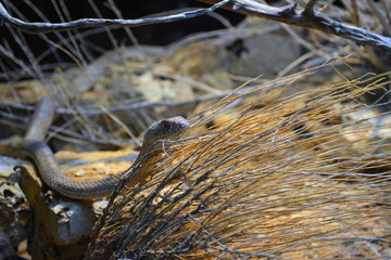 Coachwhip/Coach whip snake sliding through brush