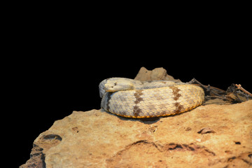 Whip Snake/Coiled Whip Snake on a rock, isolated on black