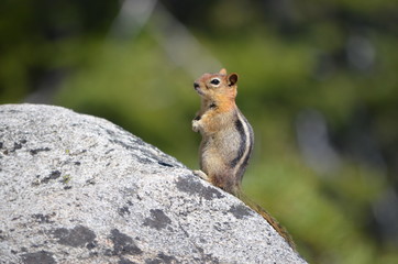 Contemplating Life (Emerald Bay, Lake Tahoe)
