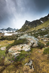 First flowers in Pyrenees mountains at spring