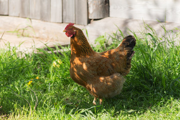 Brown chicken on a spring grass