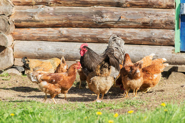 Rooster and brown hen