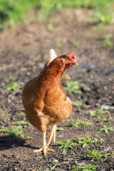 Portrait of a brown chicken