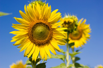 Sunflower facing the sun.  Bright yellow sunflower  Lopburi, Thailand