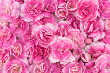 Pink carnation flowers background