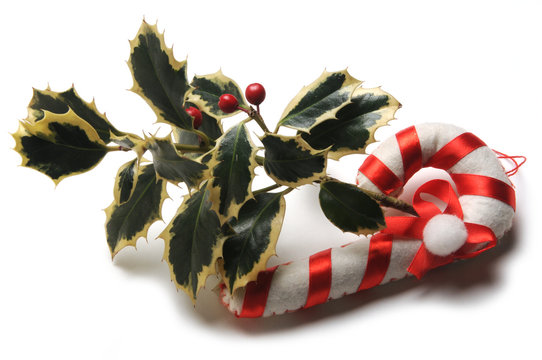 Ilex aquifolium Карамельная трость Կարամելային ձեռնափայտ Polkagris מקל סבא キャンディケイン Bastoncini di zucchero Kending baston Agrifoglio 