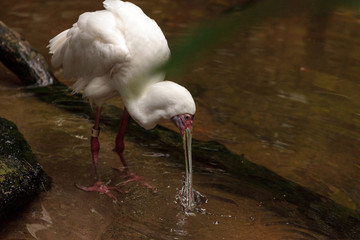 Fishing African spoonbill called Platalea alba