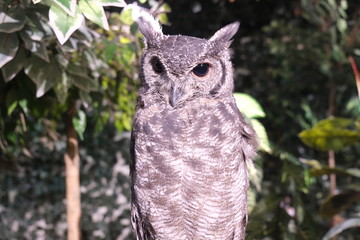 owl