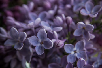 Lilac blossoms. Spring floral background close up