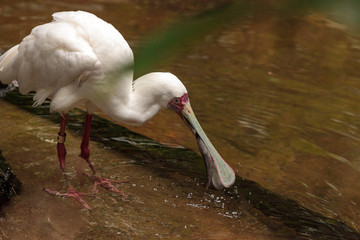 Fishing African spoonbill called Platalea alba